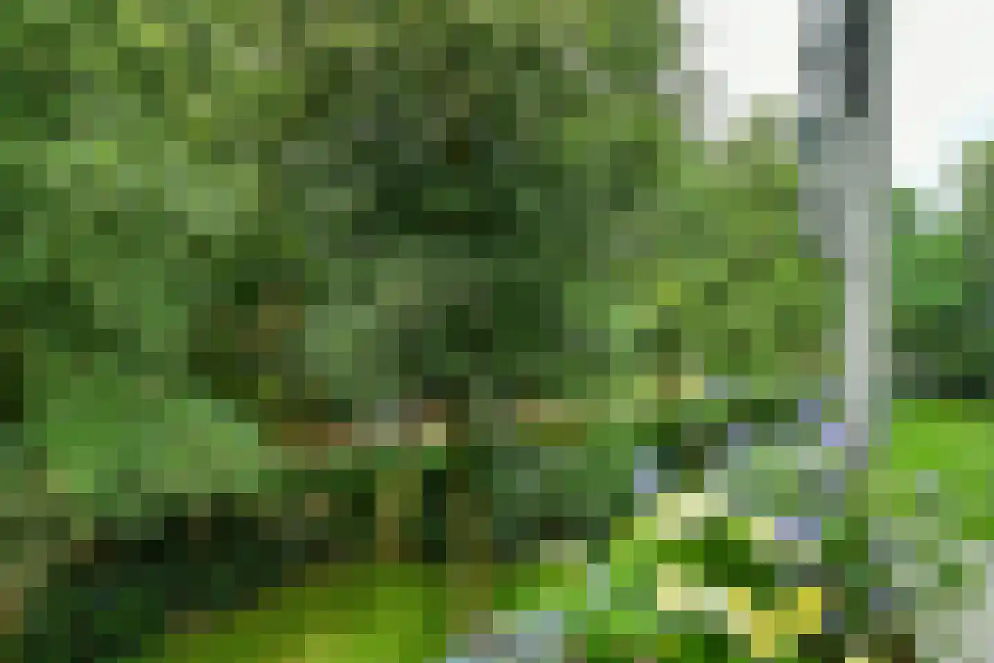 Kapelleboom 30 Doorwerth thumbnail 18