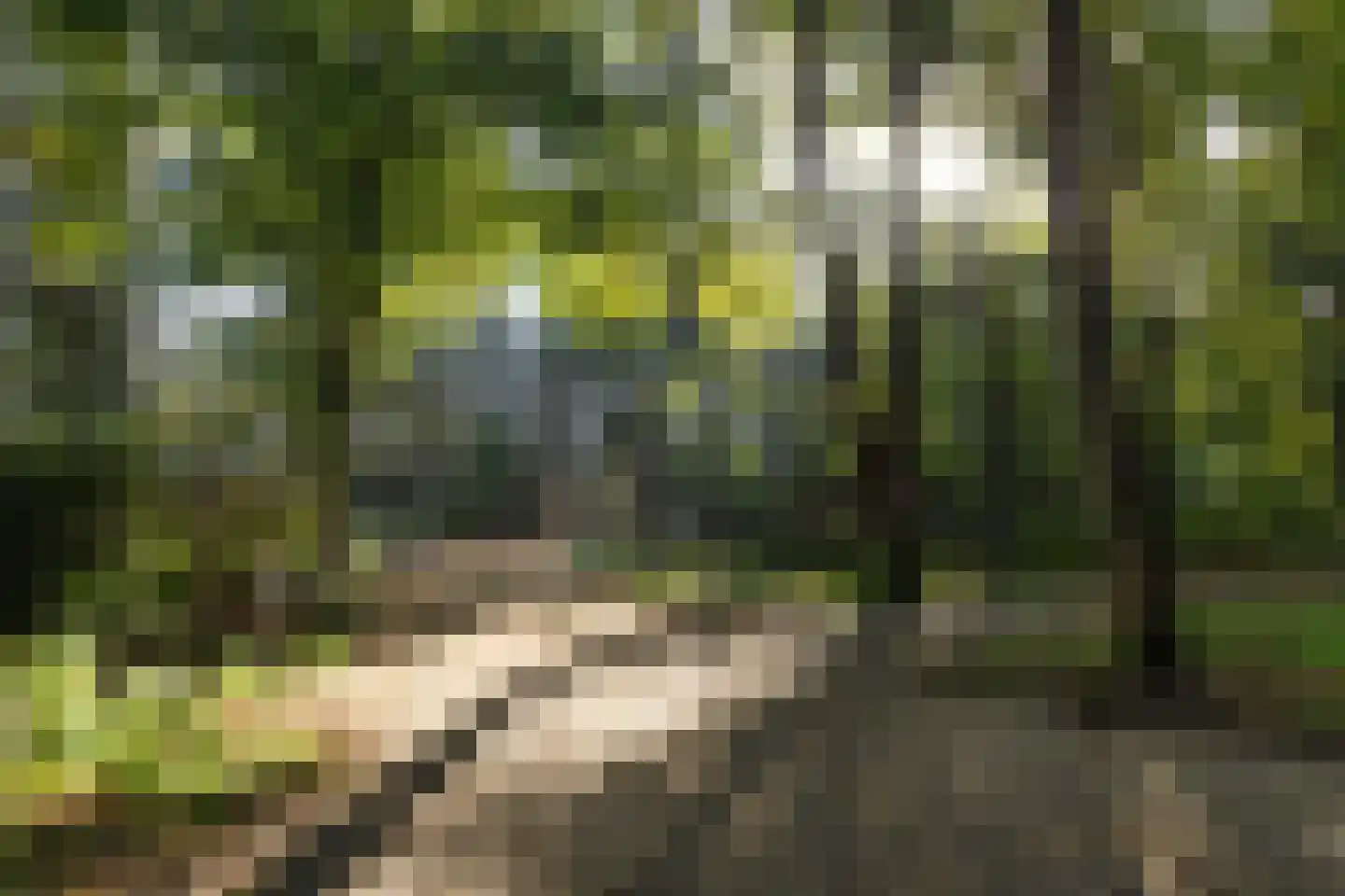Kapelleboom 66 Doorwerth thumbnail 47