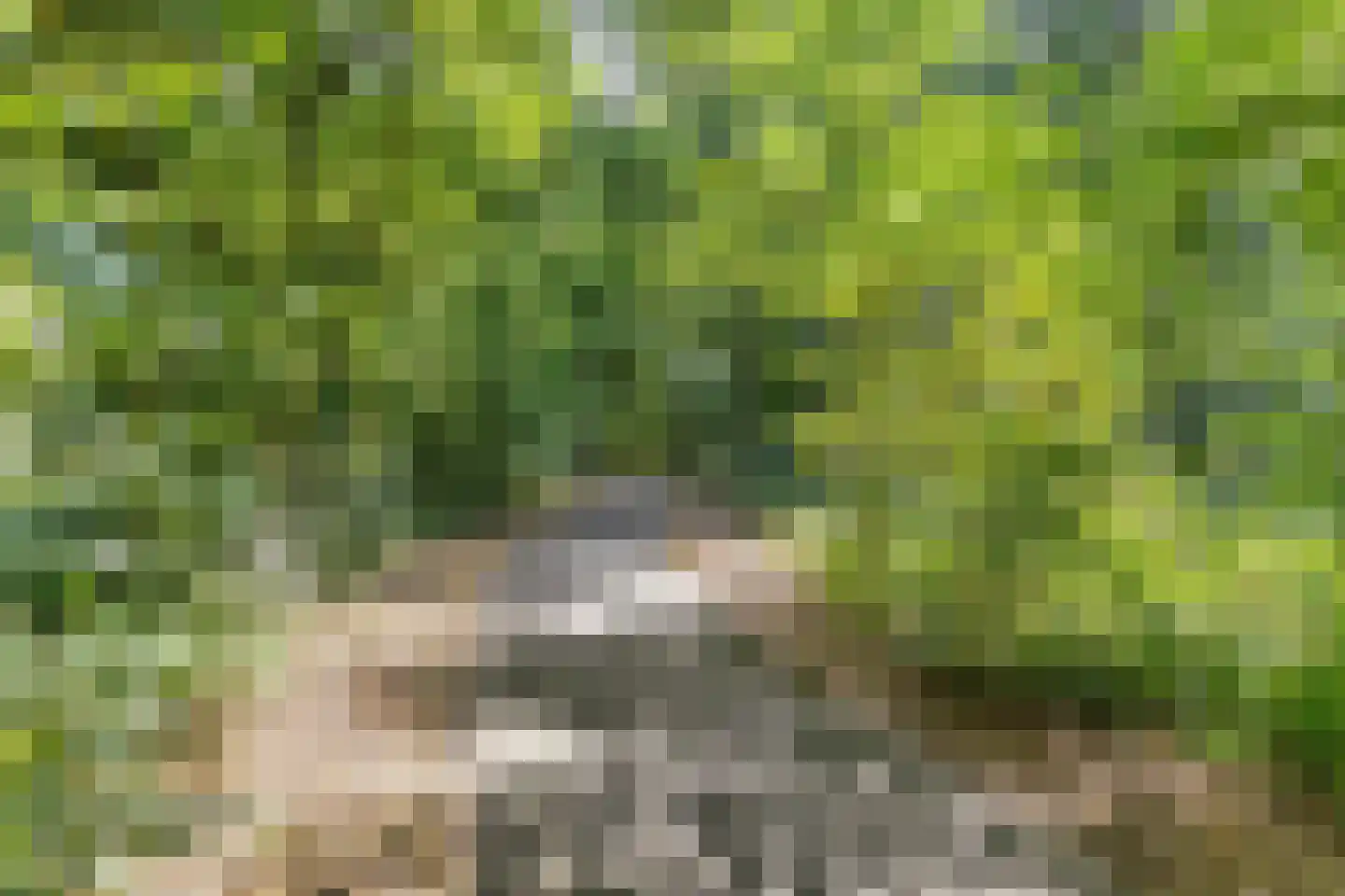 Kapelleboom 72 Doorwerth thumbnail 13
