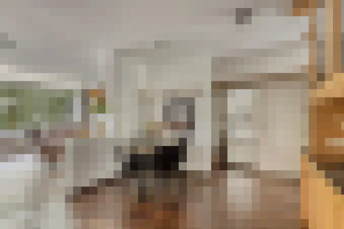 Kapelleboom 72 Doorwerth thumbnail 5
