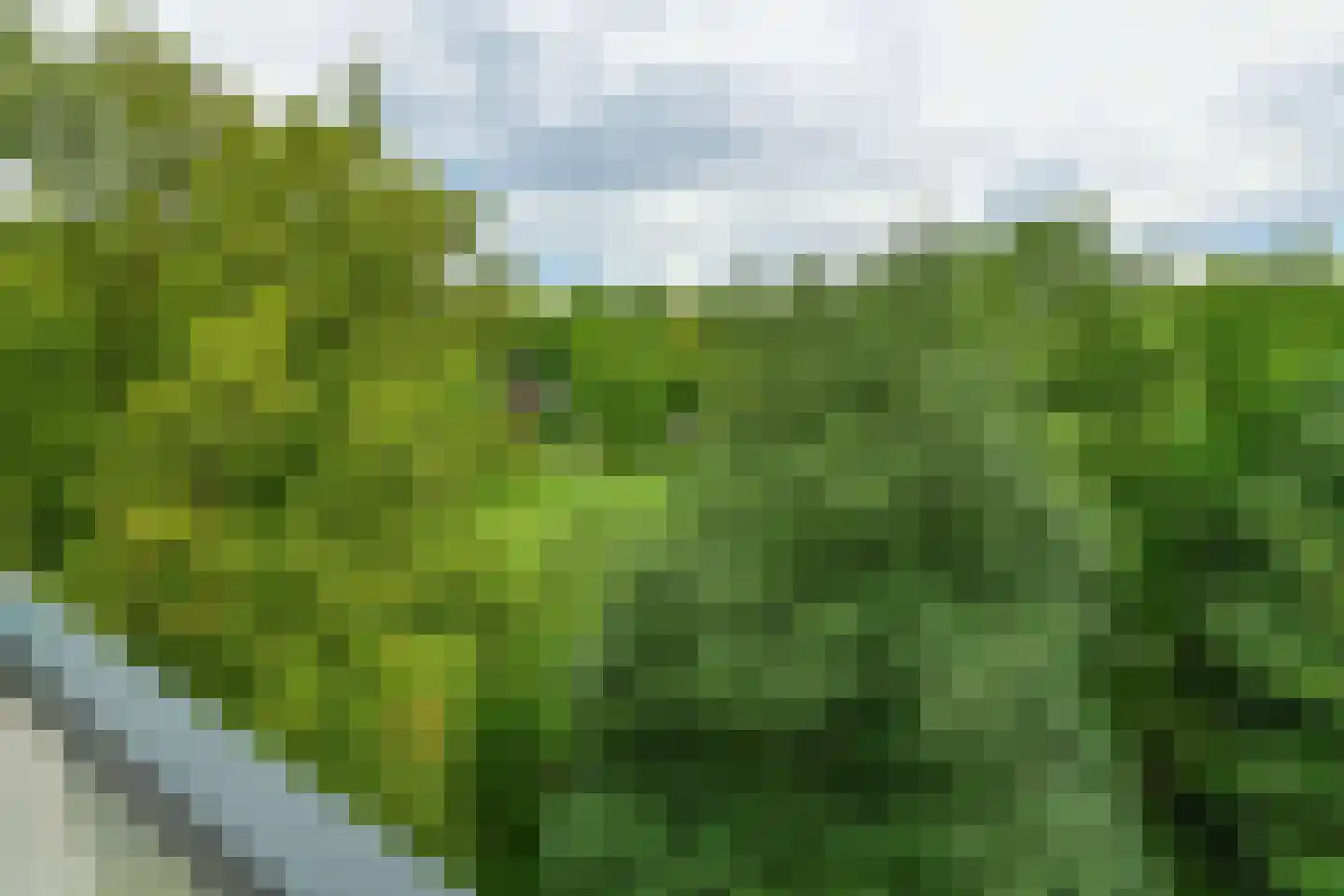 Kapelleboom 80 Doorwerth thumbnail 23
