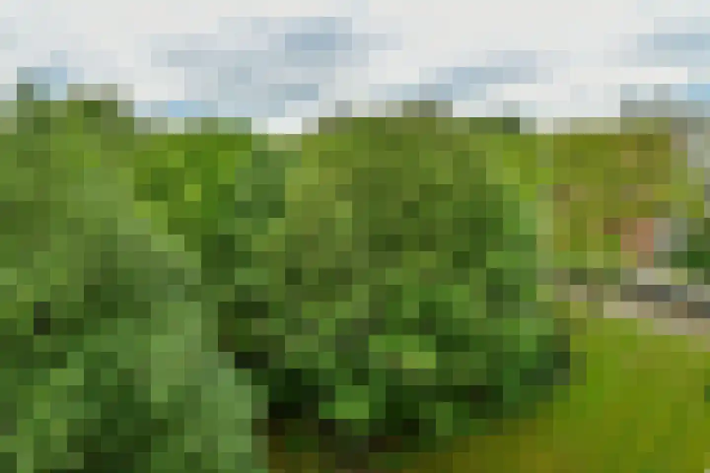 Kapelleboom 80 Doorwerth thumbnail 24