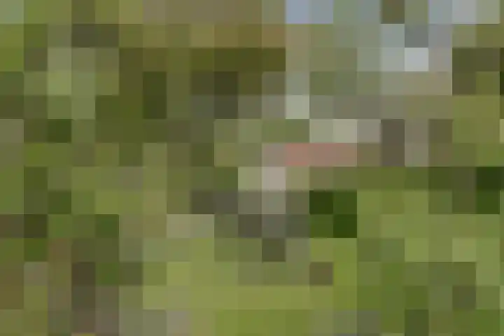 Kapellestraat 23 Veere thumbnail 34