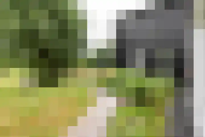 Kapelleweg 29 Scharendijke thumbnail 36