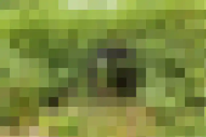 Kapelleweg 29 Scharendijke thumbnail 38