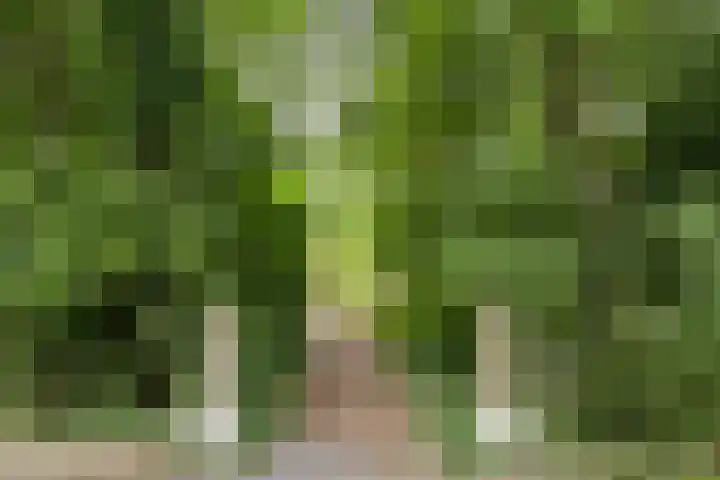 Kapelleweg 29 Scharendijke thumbnail 47