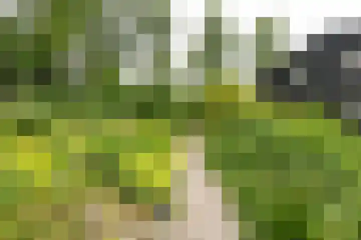 Kapelleweg 29 Scharendijke thumbnail 49