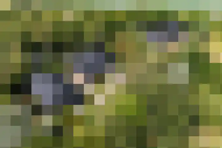 Kapelleweg 29 Scharendijke thumbnail 5