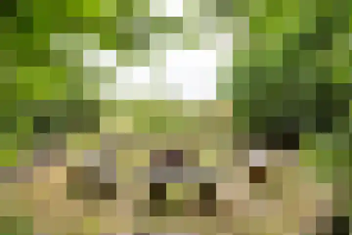 Kapelleweg 29 Scharendijke thumbnail 84
