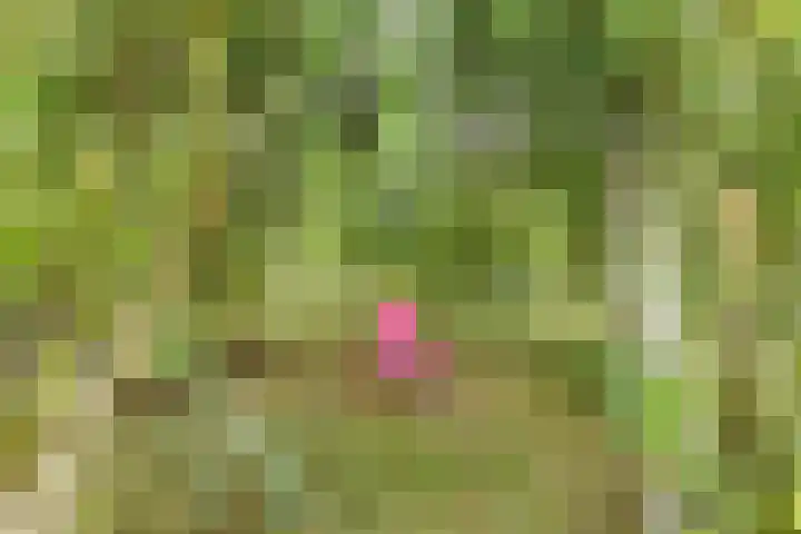 Kapelleweg 29 Scharendijke thumbnail 85