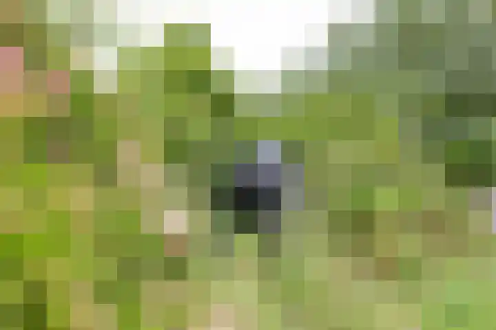 Kapelleweg 29 Scharendijke thumbnail 86