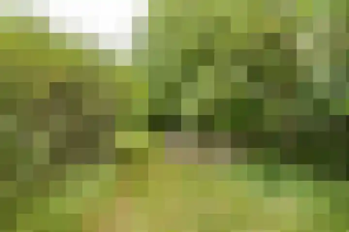 Kapelleweg 29 Scharendijke thumbnail 88