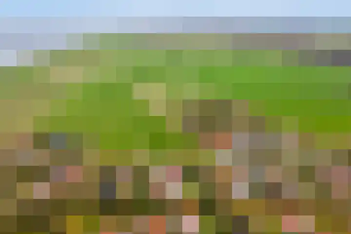 Kapelleweg 6 c Scharendijke thumbnail 31