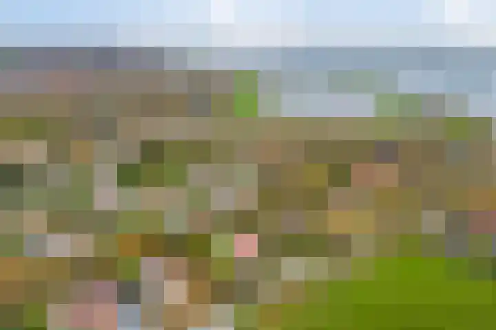 Kapelleweg 6 c Scharendijke thumbnail 44