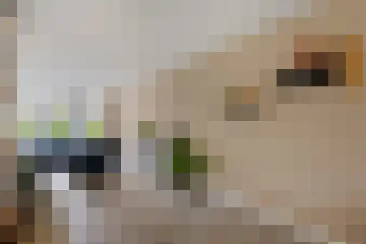 Kapelse Wiel 1 Lith thumbnail 11