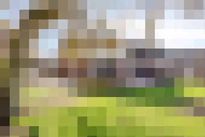 Kapelstraat 22 Didam thumbnail 43