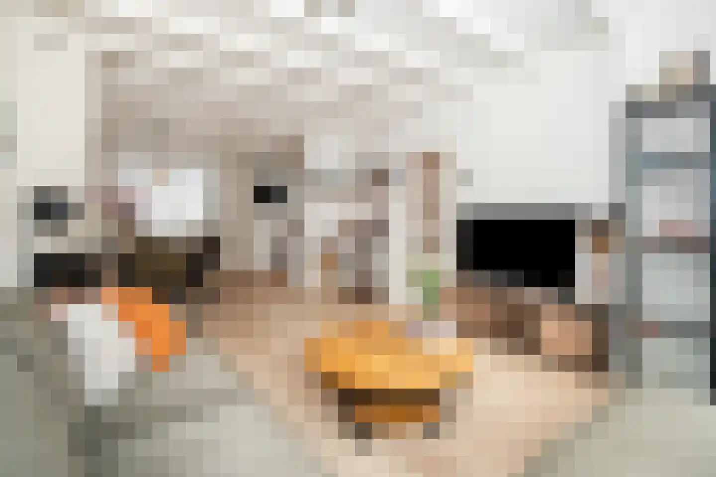 Kapelstraat 28 Epe thumbnail 9