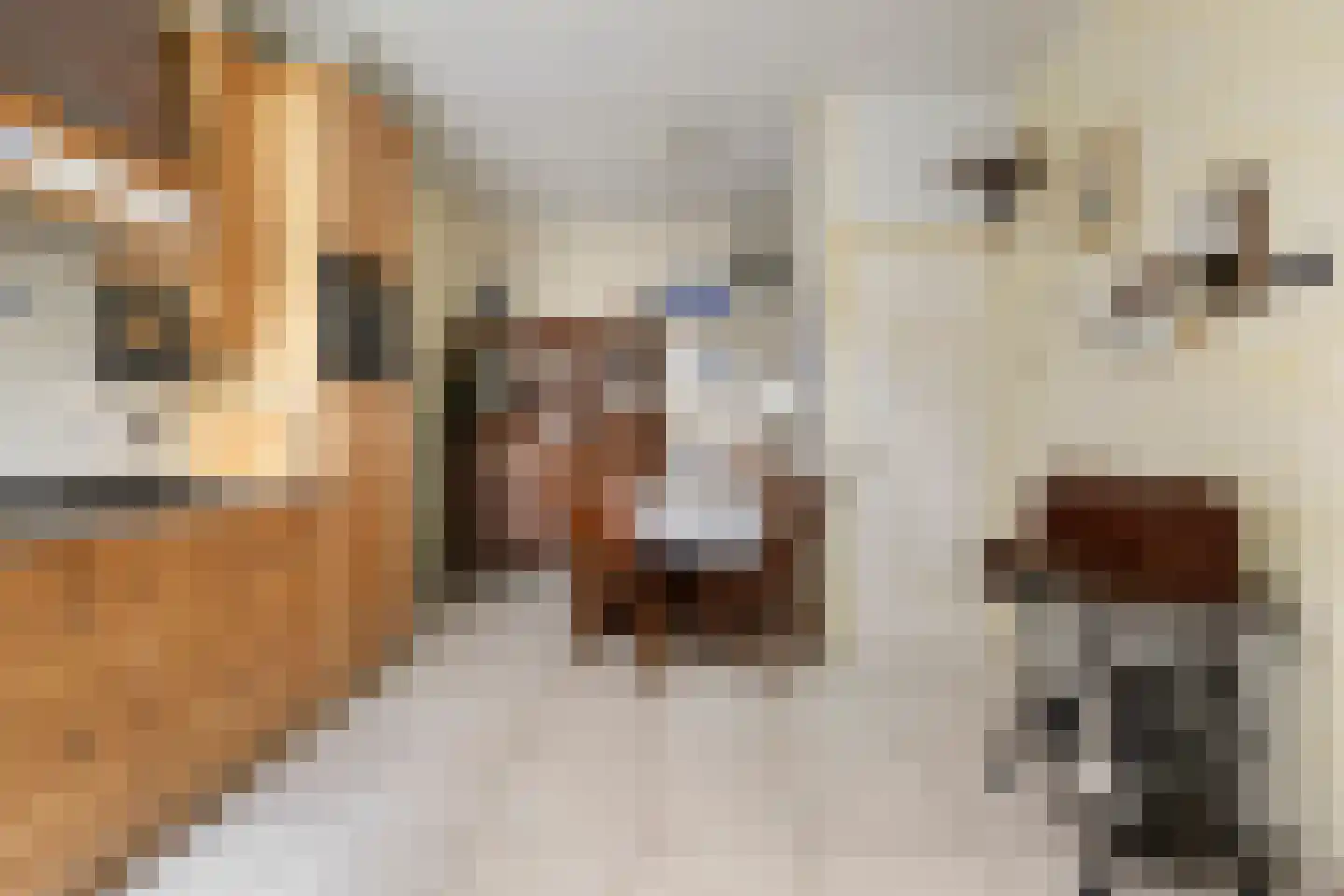 Kapelstraat 34 Lomm thumbnail 11