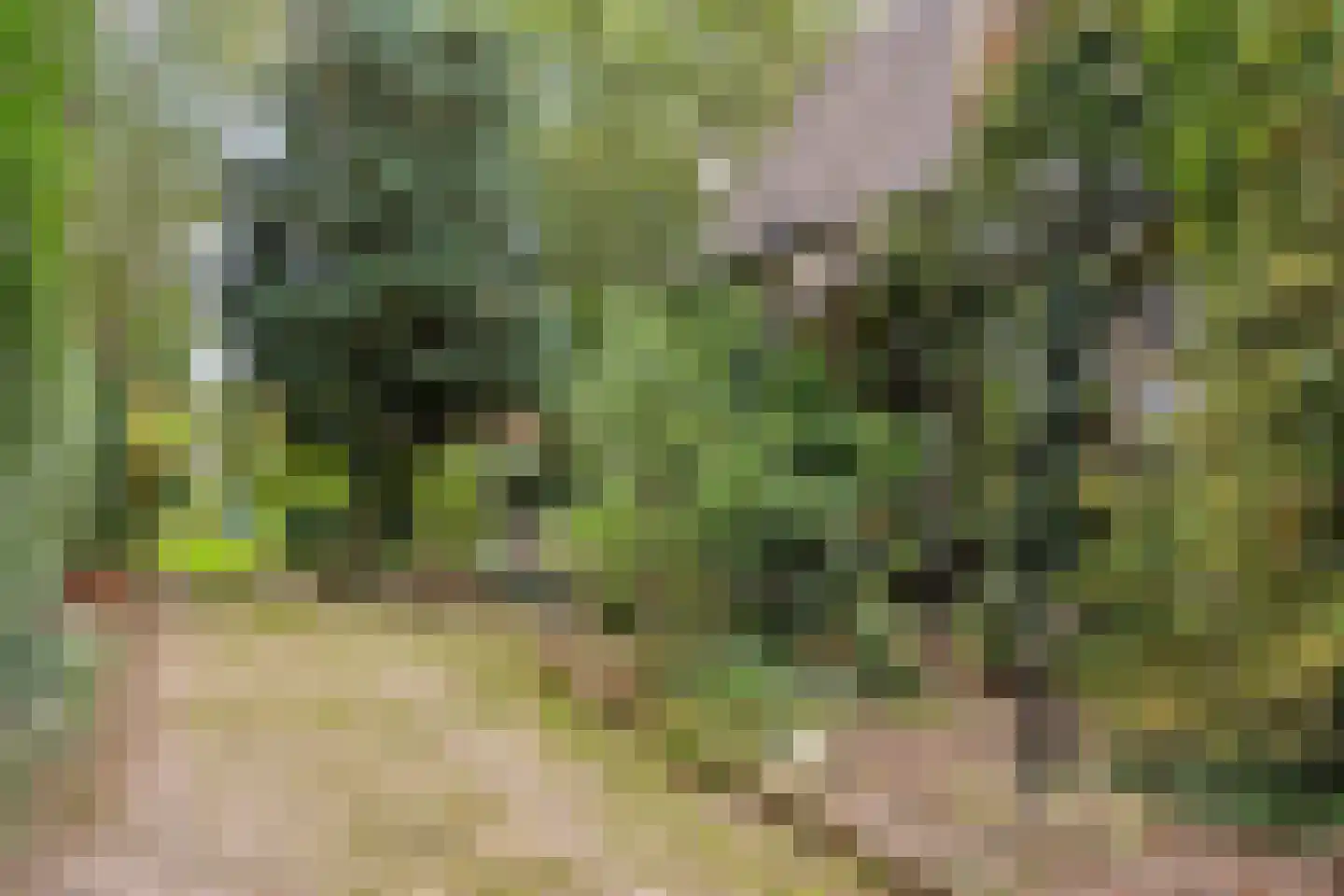 Kapelstraat 34 Lomm thumbnail 7
