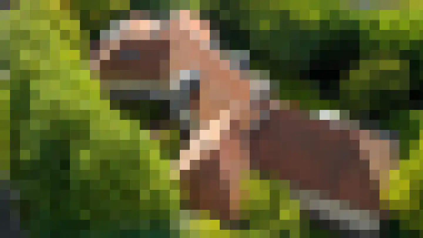 Kapelweg 23 Bergeijk thumbnail 4
