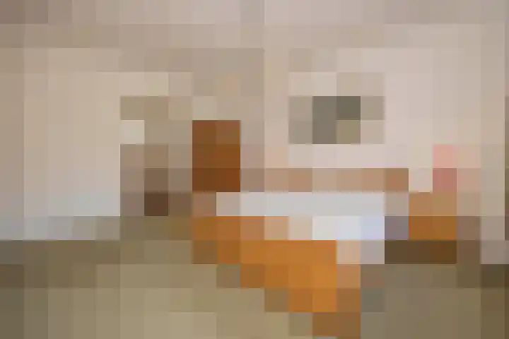 Kapelweg 4 Haaren thumbnail 17
