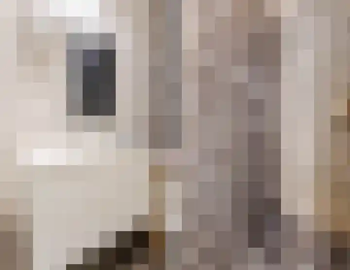 Kapitein Boscampbrink 39 Halsteren thumbnail 39