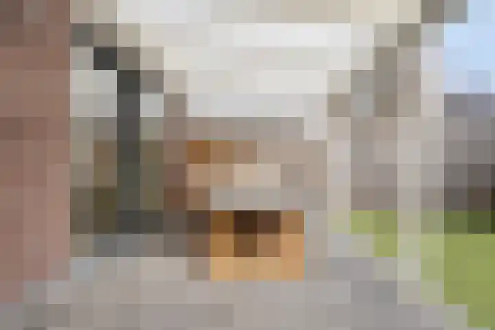 Kapitein Boscampbrink 61 Halsteren thumbnail 29