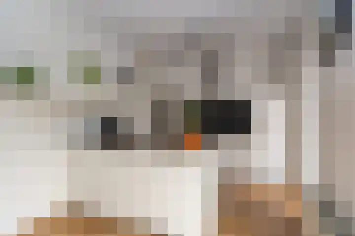 Kapitein Hazewinkelstraat 4 Veendam thumbnail 10