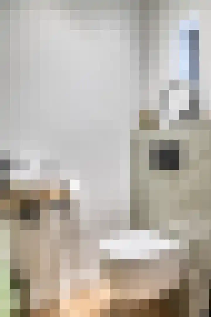 Kapitein Perrotstraat 10 Halsteren thumbnail 13