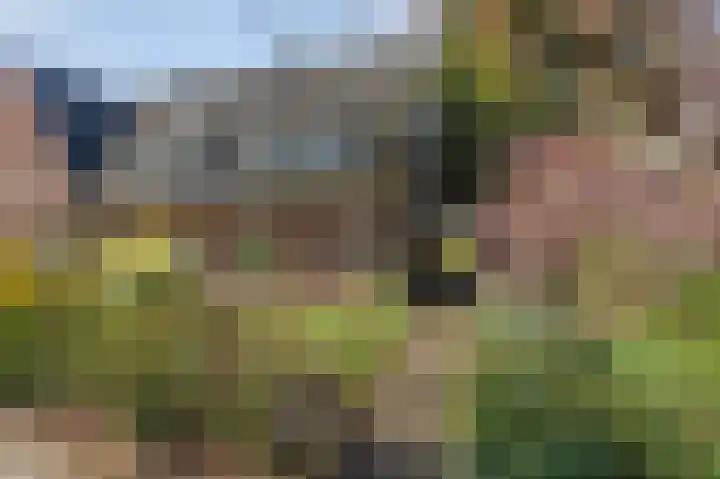 Kapitein Postmalaan 7 Heumen thumbnail 43