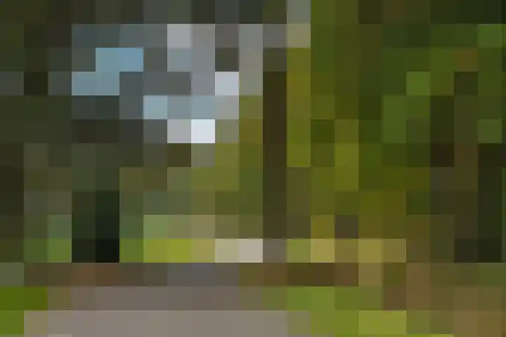 Kappelhofsweg 26 Ambt Delden thumbnail 54