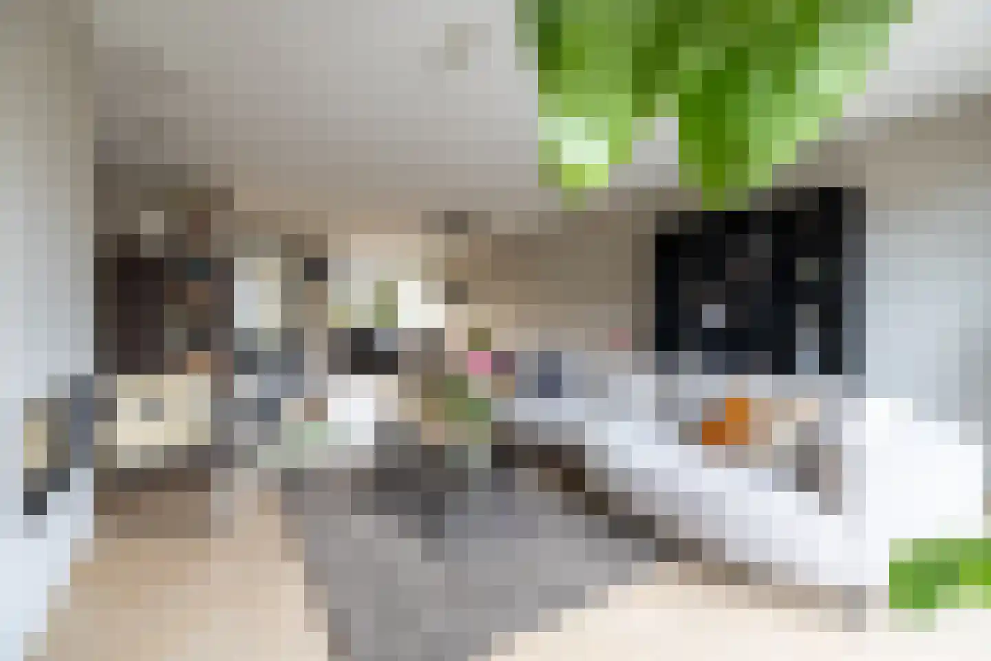 Kapperskolkweg 25 Doetinchem thumbnail 7