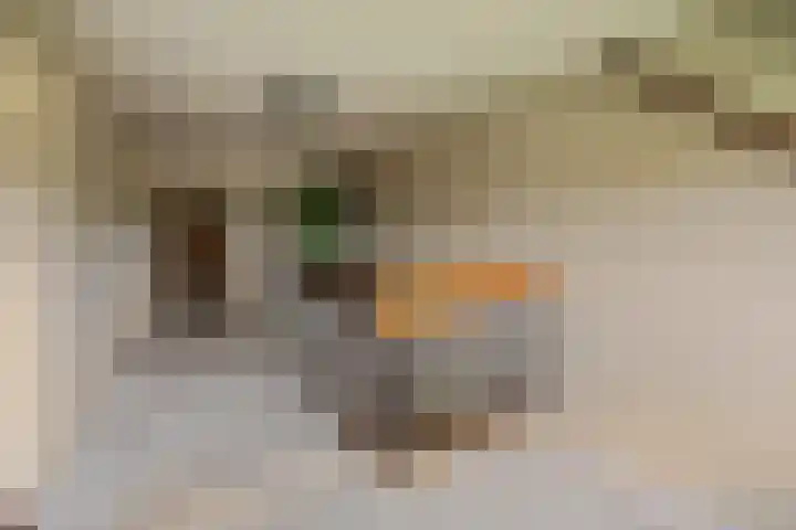 Kappeweg 10 Wijhe thumbnail 24
