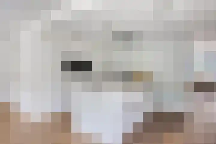 Kardeel 24 Oudewater thumbnail 12