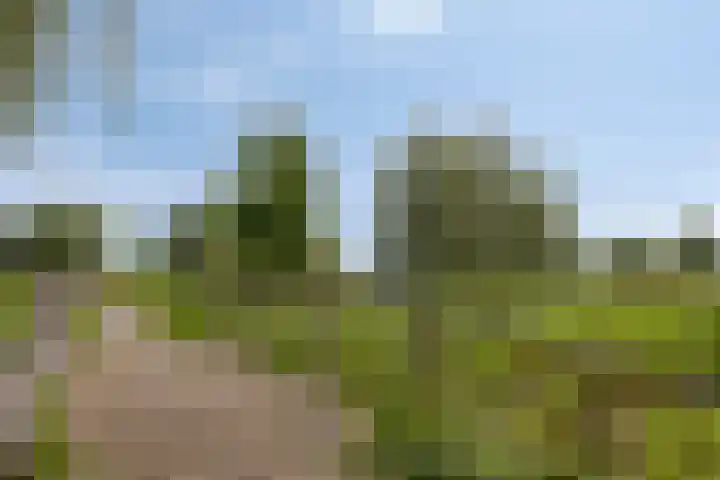 Kardeel 24 Oudewater thumbnail 43