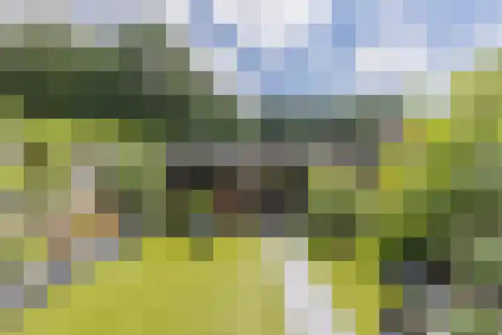 Kardinaalsmuts 16 Cuijk thumbnail 4