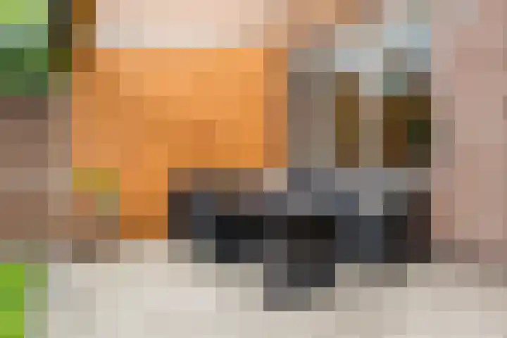 Kardinaalsmuts 75 Cuijk thumbnail 21