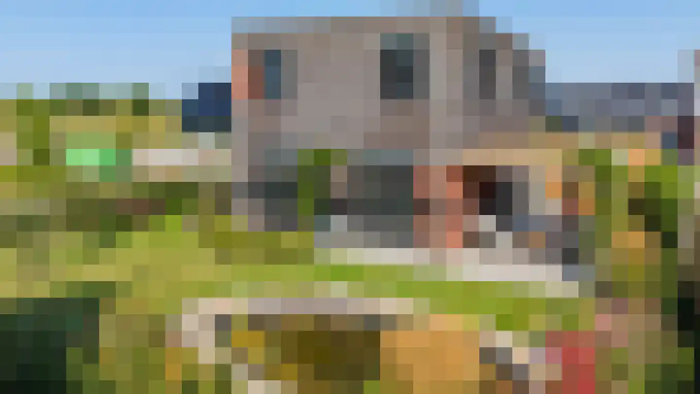 Kardinaalsmuts 8 Leek thumbnail 31