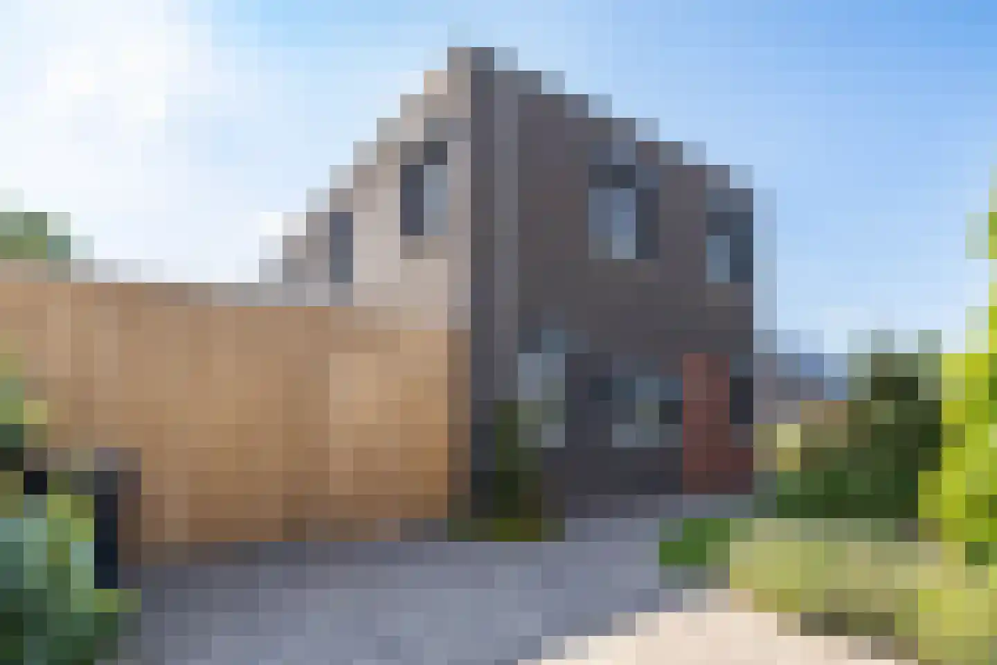 Kardinaalsmuts 8 Leek thumbnail 35
