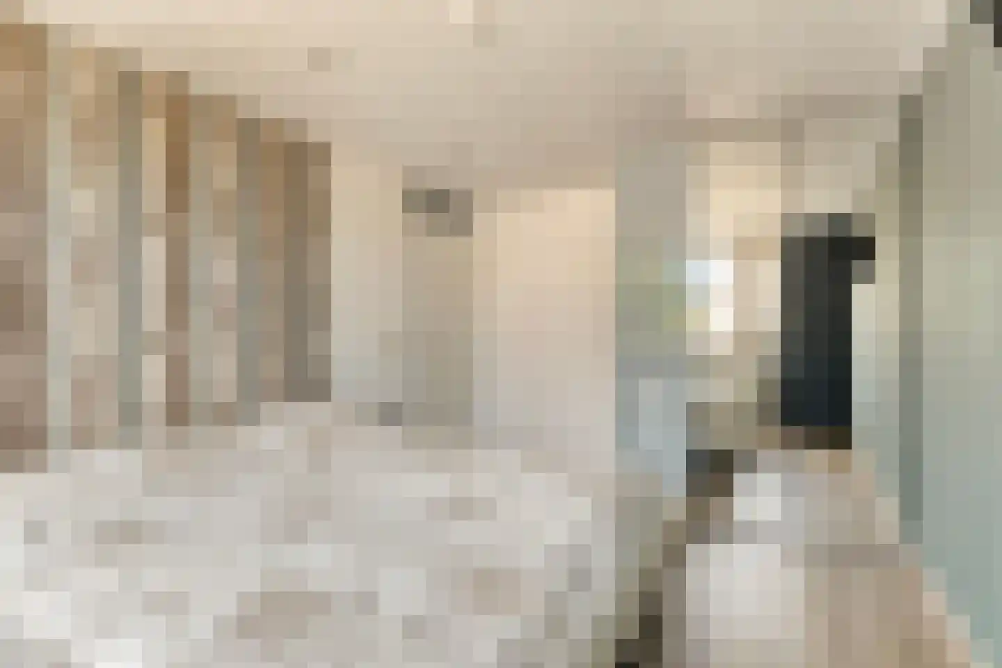 Kardinaalsmuts 92 Cuijk thumbnail 31