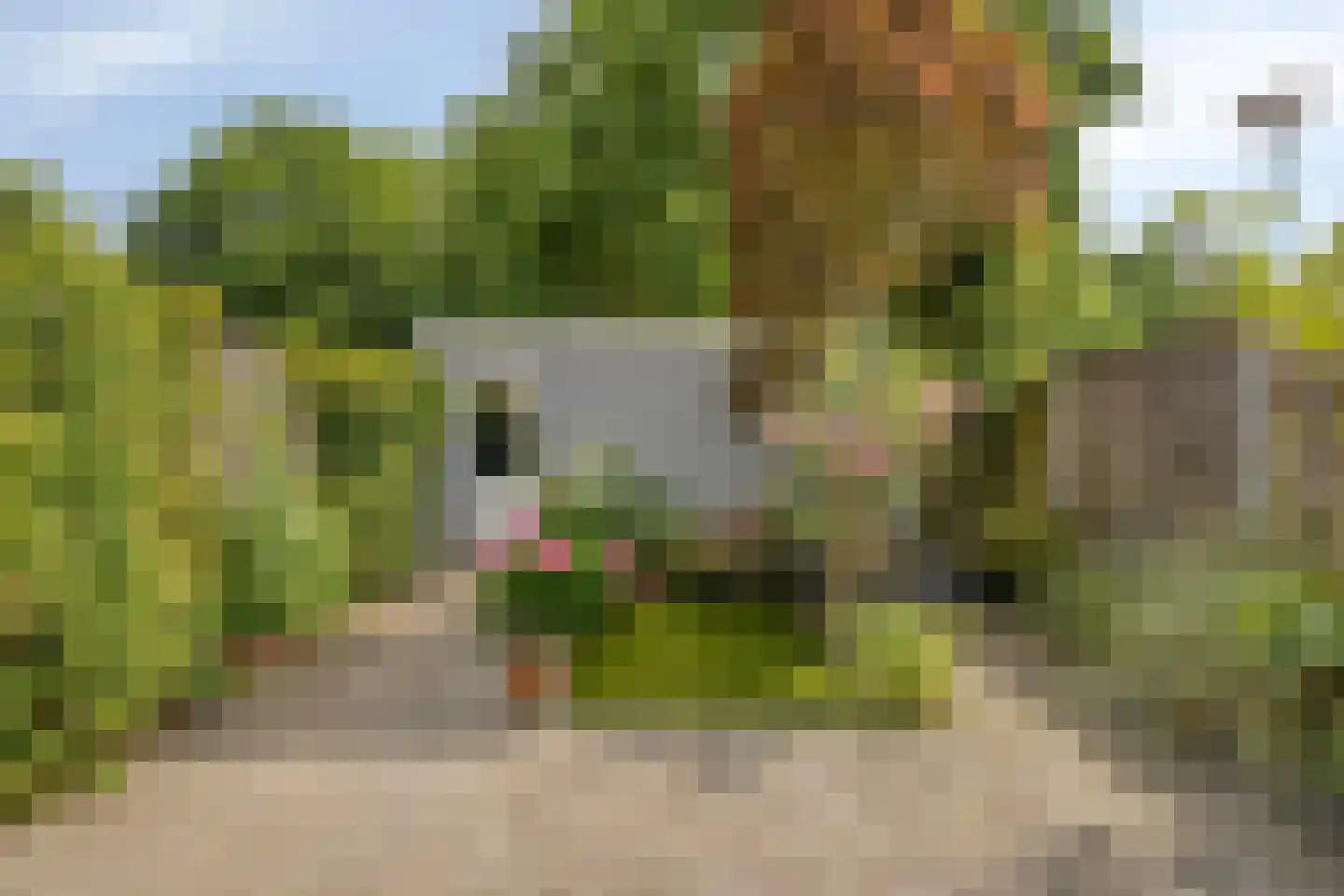 Kardinaalsmuts 92 Cuijk thumbnail 45