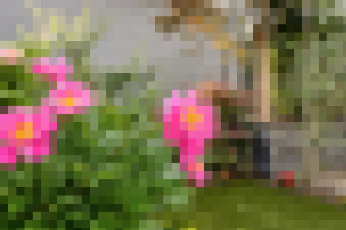 Kardinaalsmuts 92 Cuijk thumbnail 46