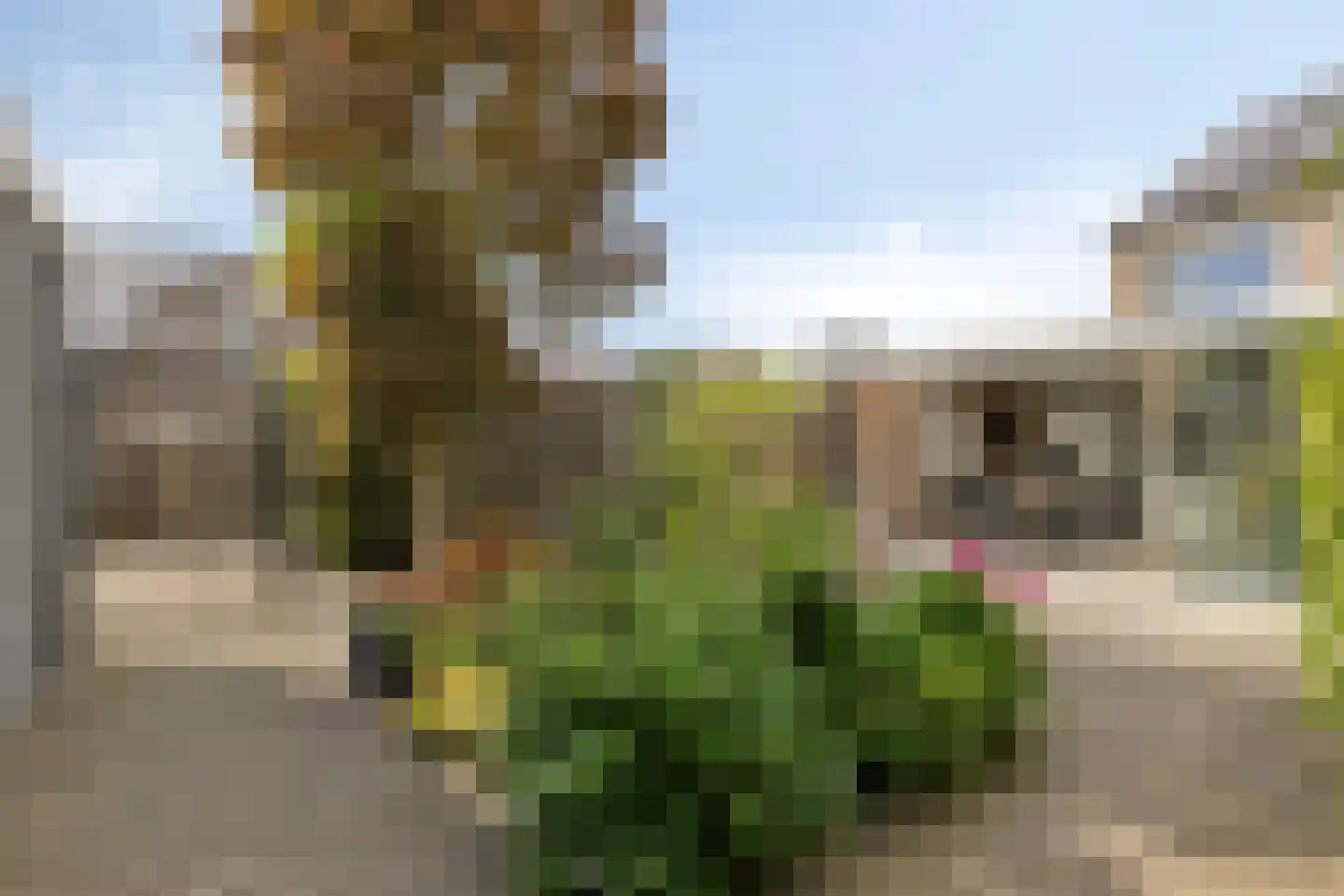 Kardinaalsmuts 92 Cuijk thumbnail 49