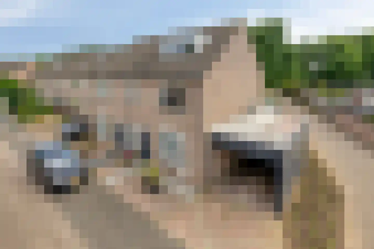 Kardinaalsmuts 92 Cuijk thumbnail 8