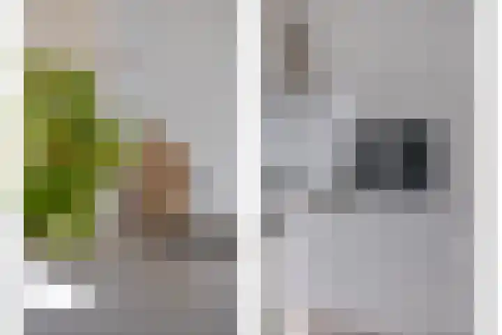 Karekiet 12 Sint Pancras thumbnail 10