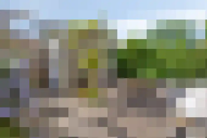 Karekiet 12 Sint Pancras thumbnail 19