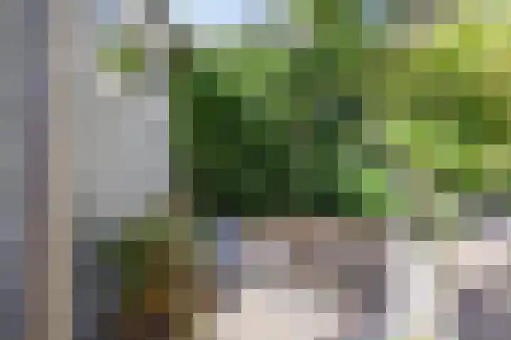 Karekiet 12 Sint Pancras thumbnail 21