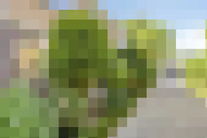 Karekiet 12 Sint Pancras thumbnail 35