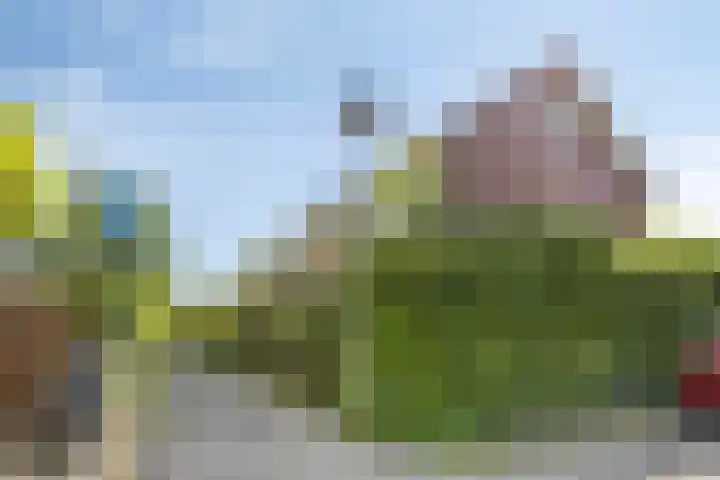 Karekiet 12 Sint Pancras thumbnail 36