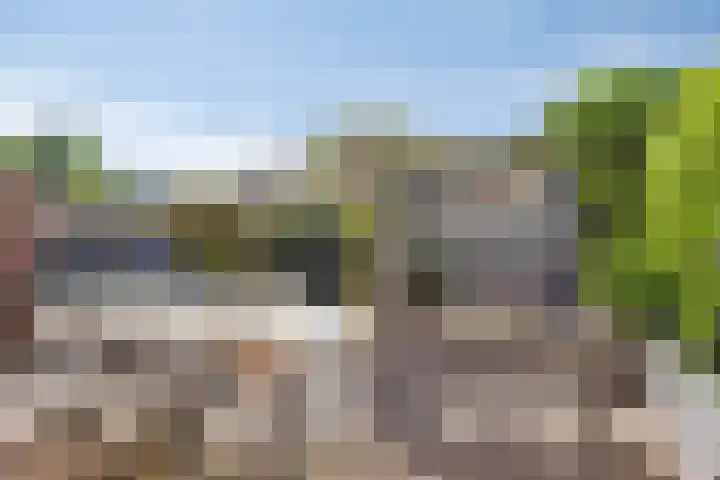 Karekiet 12 Sint Pancras thumbnail 4